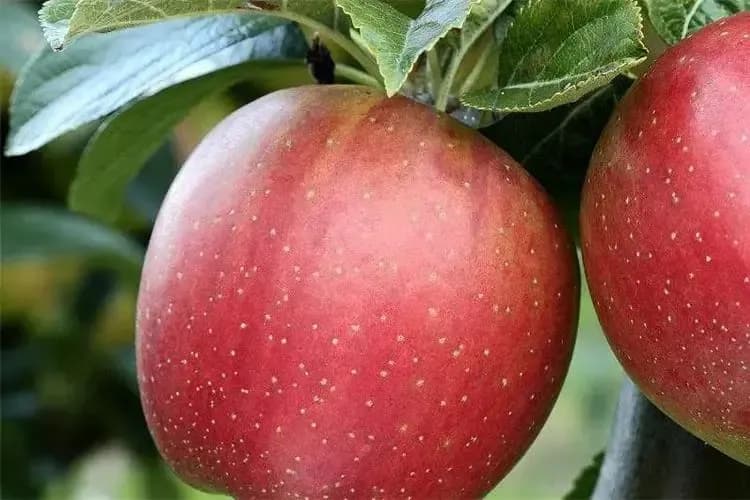 The Application of SepaFlash Strong Anion Exchange Chromatography Columns in the Purification of Acidic Compounds